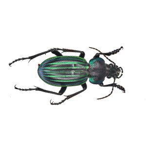 CALOSOMA (CALLITROPA) VIRIDISULCATUM